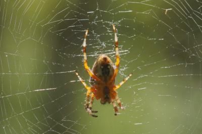 <i>Araneus diadematus</i>
