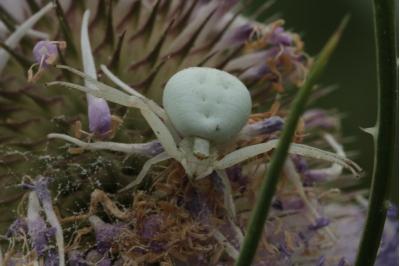 <i>Misumena vatia</i>