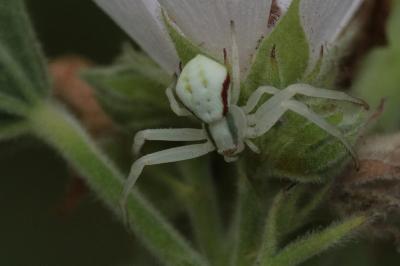<i>Misumena vatia</i>