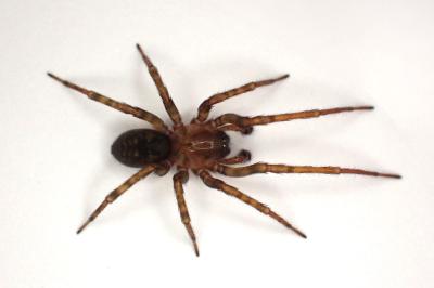 <i>Amaurobius erberi</i>