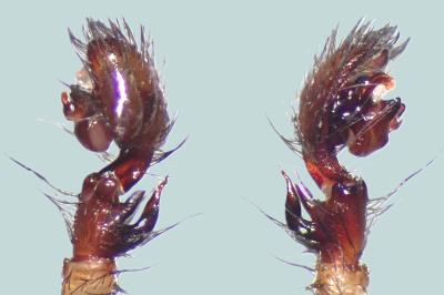 <i>Amaurobius erberi</i>