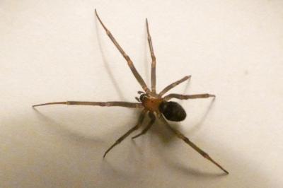 <i>Steatoda</i>