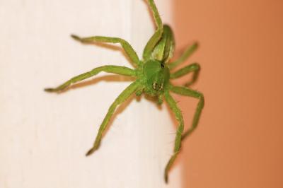 <i>Micrommata ligurina</i>