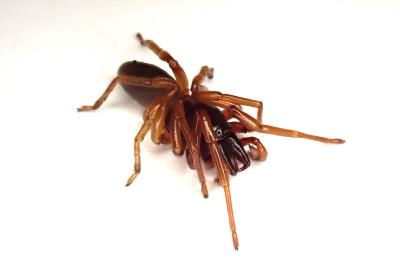 <i>Dysdera erythrina</i>