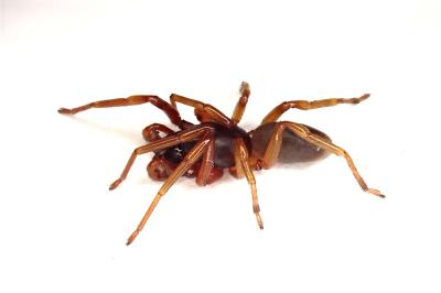 <i>Dysdera erythrina</i>