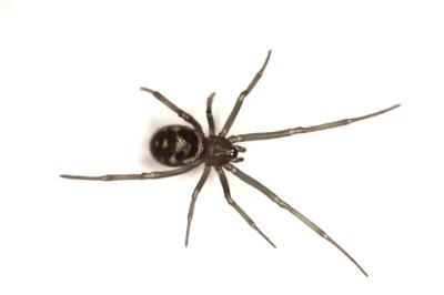 <i>Steatoda grossa</i>
