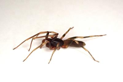 <i>Harpactea hombergi</i>
