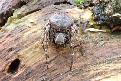 Nuctenea umbratica