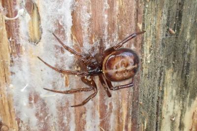 <i>Steatoda bipunctata</i>