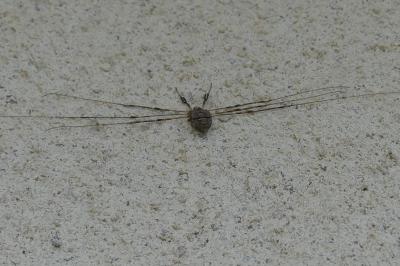 <i>Dicranopalpus ramosus</i>