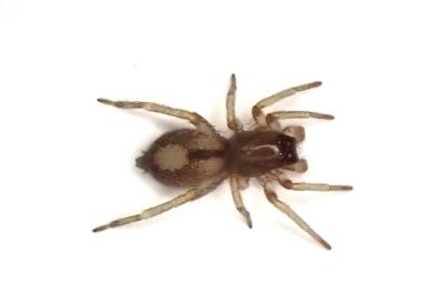 <i>Porrhoclubiona leucaspis</i>