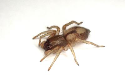 <i>Porrhoclubiona leucaspis</i>