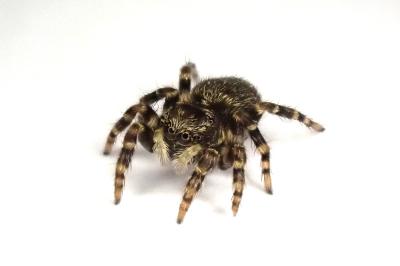 <i>Pseudeuophrys erratica</i>