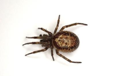 <i>Steatoda nobilis</i>