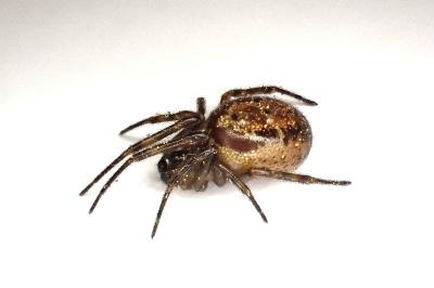<i>Steatoda nobilis</i>