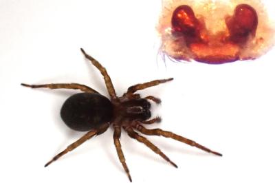 <i>Amaurobius erberi</i>