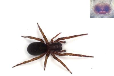 <i>Amaurobius erberi</i>