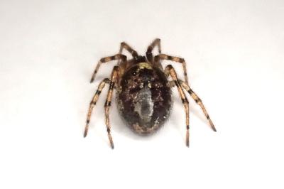 <i>Enoplognatha mandibularis</i>