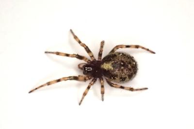 <i>Enoplognatha mandibularis</i>