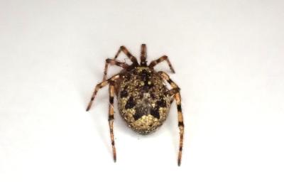 <i>Enoplognatha mandibularis</i>