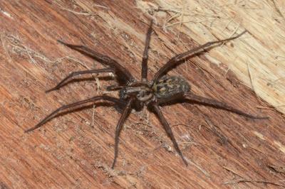 <i>Eratigena saeva</i>