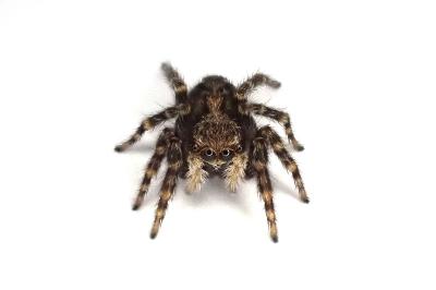 <i>Pseudeuophrys erratica</i>