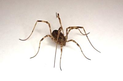 <i>Rilaena triangularis</i>