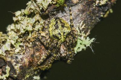 <i>Gibbaranea gibbosa</i>