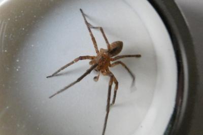 <i>Zoropsis spinimana</i>