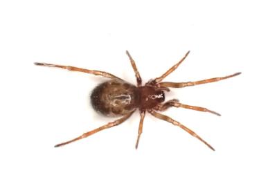 <i>Enoplognatha testacea</i>