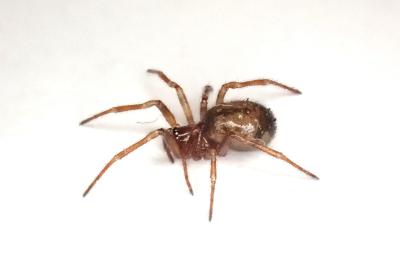 <i>Enoplognatha testacea</i>
