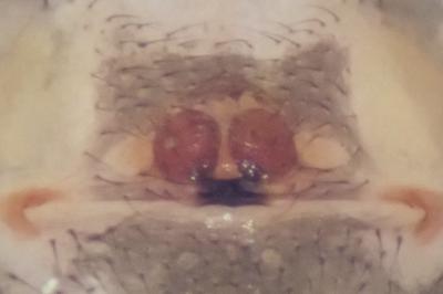 <i>Enoplognatha testacea</i>