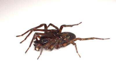 <i>Amaurobius ferox</i>