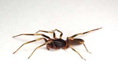 <i>Harpactea hombergi</i>