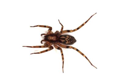 <i>Liocranum rupicola</i>