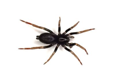 <i>Trachyzelotes pedestris</i>