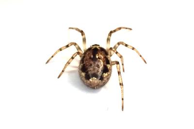 <i>Enoplognatha mandibularis</i>