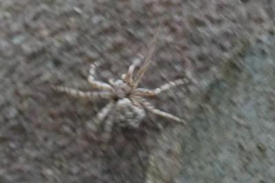 <i>Philodromus</i>