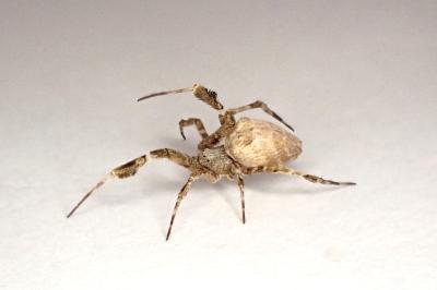 <i>Uloborus plumipes</i>