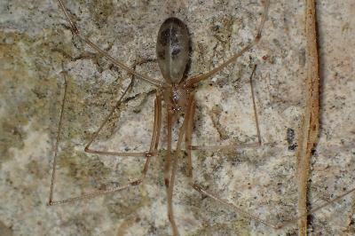 <i>Pholcus phalangioides</i>