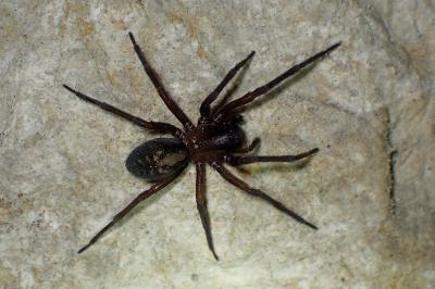 <i>Amaurobius ferox</i>