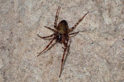 <i>Metellina merianae</i>