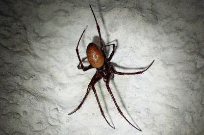 <i>Meta bourneti</i>