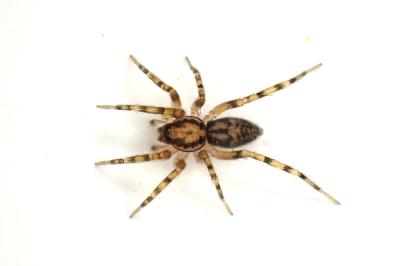 <i>Liocranum rupicola</i>
