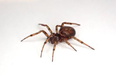 <i>Steatoda bipunctata</i>