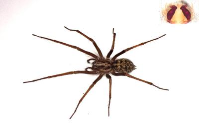 <i>Eratigena saeva</i>