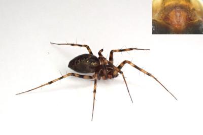 <i>Lepthyphantes minutus</i>
