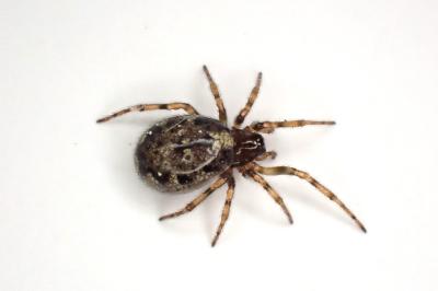 <i>Enoplognatha mandibularis</i>