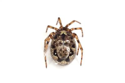 <i>Enoplognatha mandibularis</i>