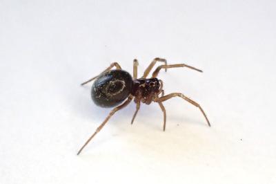 <i>Erigone atra</i>
